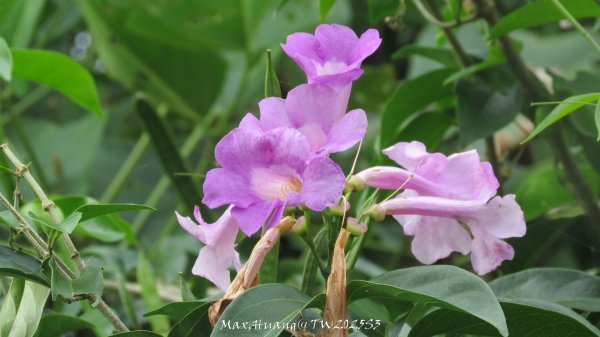 《苗栗》關刀出關｜三義關刀山出關古道(聖關段-苗56)202509052878834