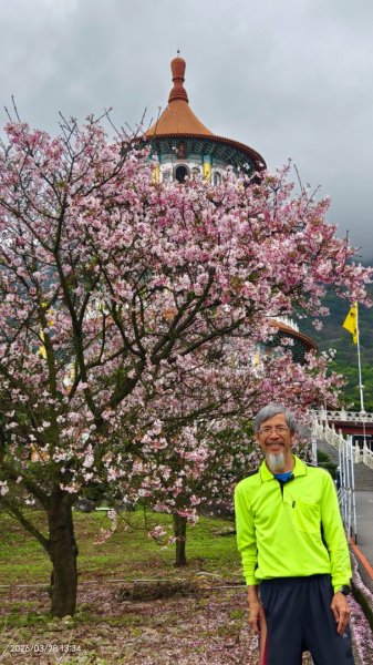 #天元宮 #吉野櫻 #頂湖小鎮 #紫藤 3/283024015