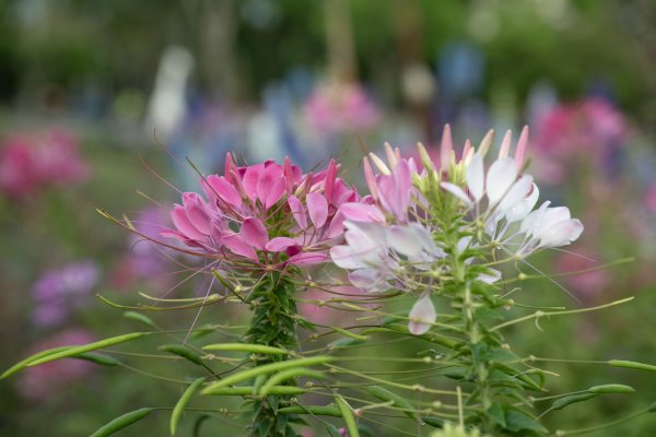 南澳/朝陽國家步道2751979