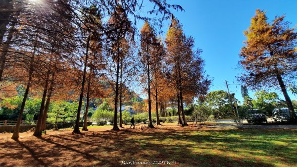 《台中》落雨松季｜石岡挑物古道O繞下情人木橋202501122687592