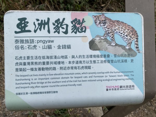 《雪山坑登山步道｜巨人之手森林秘境 Xueshankeng Hiking Trail & Giant2971160