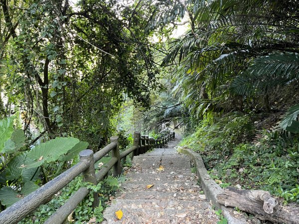 [森遊竹縣-06/10] 2023_1111 蓮華山古道群：飛龍步道、進香古道、採茶古道、載熙古道2346788