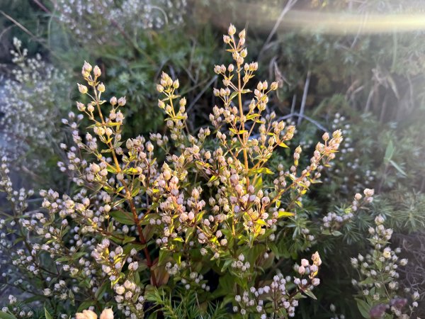 合歡北西北 202509212898789