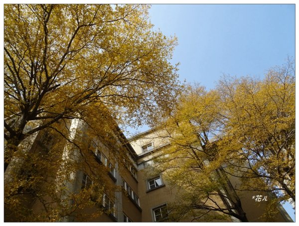 小葉欖仁/黃金雨1634904