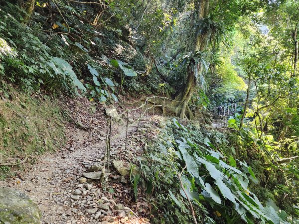 新北烏來｜內洞國家森林遊樂區步道群2904739