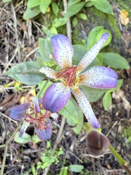 來去郡大坐龍貓公車順登對關山2822333