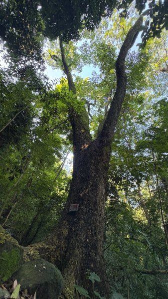 美濃雙溪樹木園（九芎林山2905618