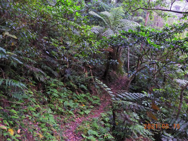 新北 坪林 倒吊蓮山、倒吊嶺山1388219