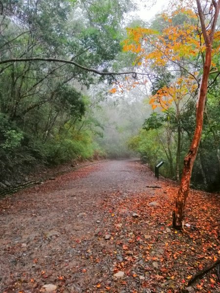 青山綠水雲霧繚繞。 綠水合流步道769453