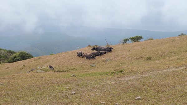 龍虎雙碑縱走2989661