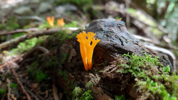 《台中》山中的珊瑚｜大雪山木馬古道