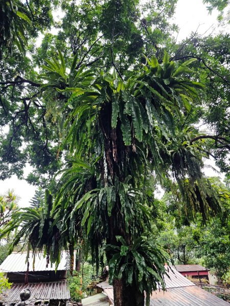 2025臺北大縱走第七段：世界山莊至飛龍步道政大後山2923993