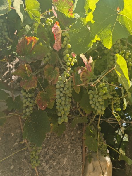 朝聖之路Sarria2983597