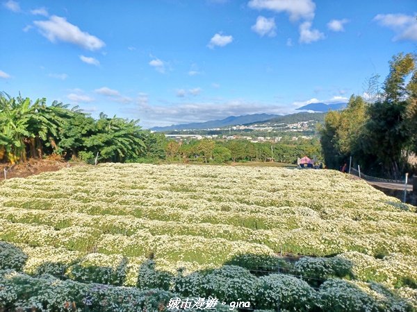 【苗栗銅鑼】健行賞花兩相宜。 銅鑼雙峰山x2023杭菊花季2355285