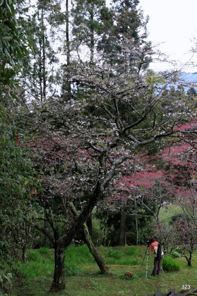 阿里山國家森林遊樂區672159