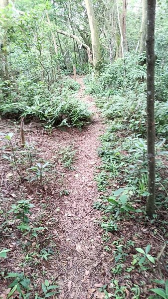 20250607 新竹竹東三山(樹杞林山 - 新具庄山 - 員崠子山)  O型2809007