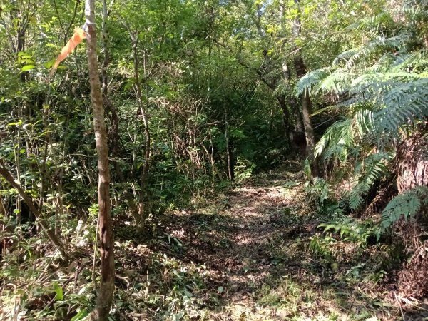 雙溪區大平林山+后番子坑古厝+后番子坑山+武山煤礦事務所+焦炭窯O型2988522