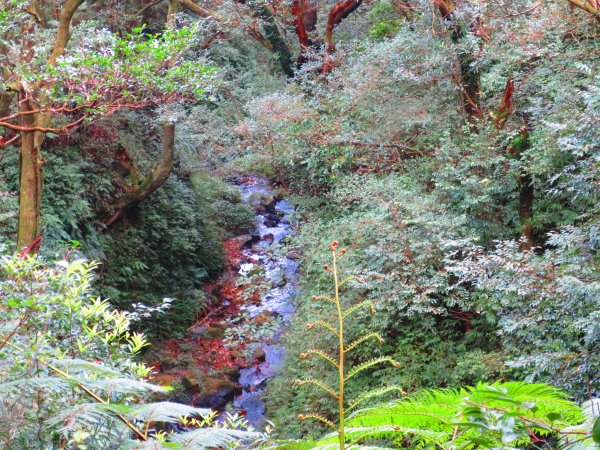 台北抹茶山：登小觀音山群峰眺望全台最大火山口2422039