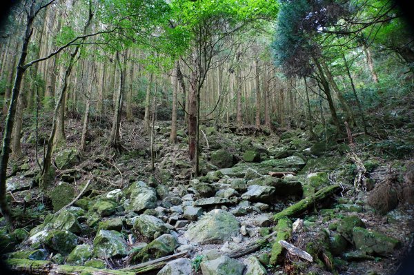 苗栗 南庄 加里山2963401