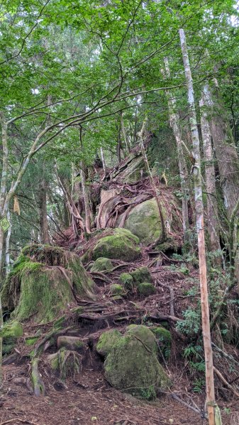 阿里山眠月線水漾森林1498696