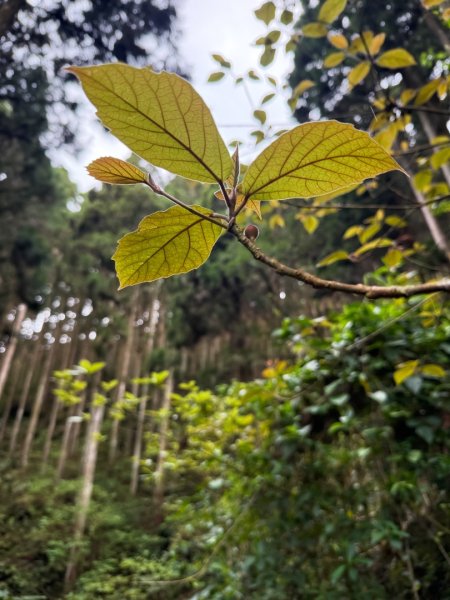 鵝公髻山-迷霧森林2768516
