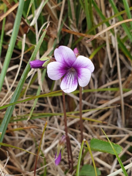 20190413塔塔加麟趾山賞花567819