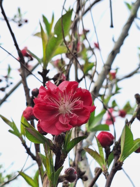 八角崠山+協雲宮櫻花步道202502152712864