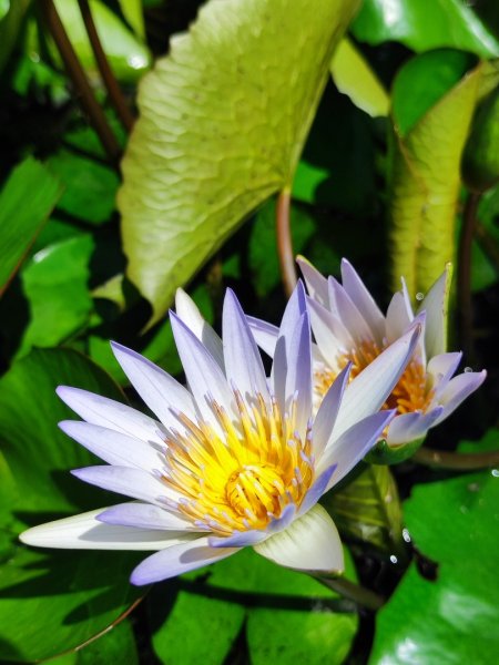 福源山步道-鶯歌大榕樹平台2847757