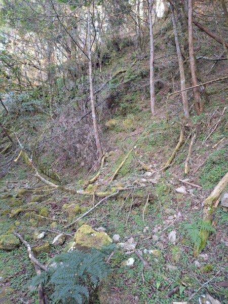 石山+阿毛神木202512112961795