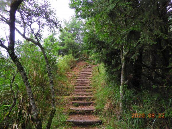 南投 信義 東埔山1079591