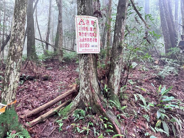 絕美柳杉林民都有山涼爽舒適2604526