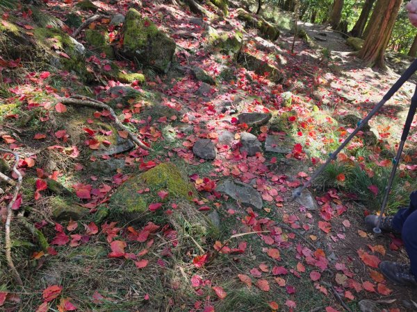 鳶嘴稍來山之楓紅／雲海2974101