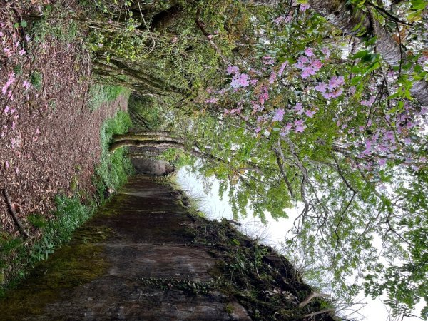 20250503_李棟山步道（新竹小百岳）2855860