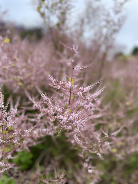 20250224 南投粉紅山丘麝香木秘境2743819