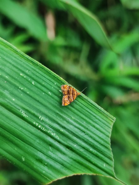 微笑山線大棟山系2838330