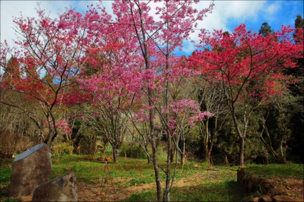 【公告】 阿里山花季3/10~4/10 交管措施