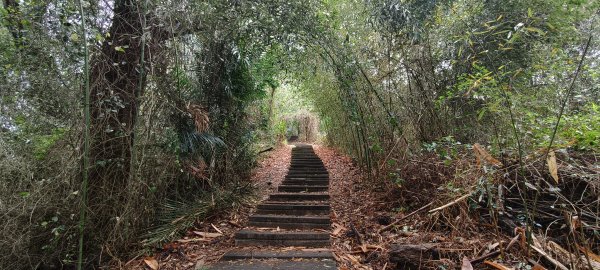 泰安登山步道+泰安鐵道文化園區-2026/04/033030674