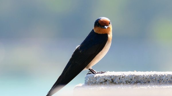 澄清湖,鳥松濕地2672581