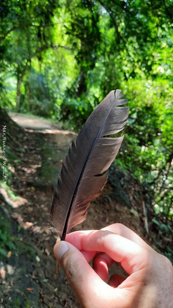 《新竹》青青石階｜娥眉藤坪步道及萬佛庵步道202509132883900