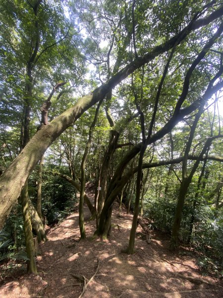 2025微笑山線大縱走尋寶集章任務-Ep.03【鳶山山系】鳶山彩壁段2893711