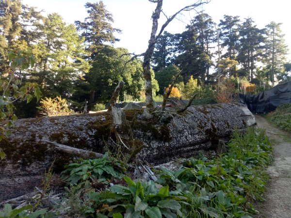 將軍廟上天鑾池+武法奈尾山1881040