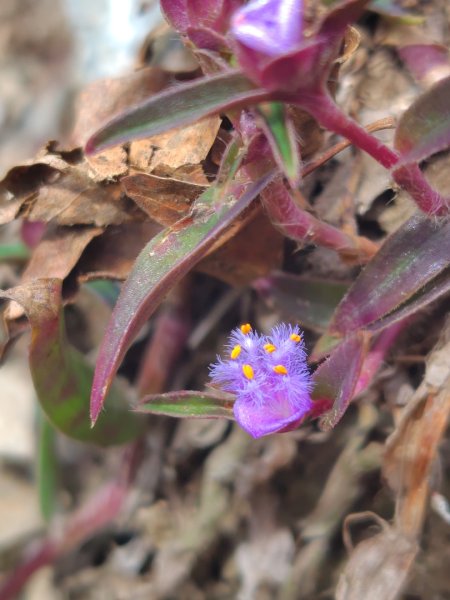 多納六秀 足母山 鬼斧神工一線天 德德山2953040