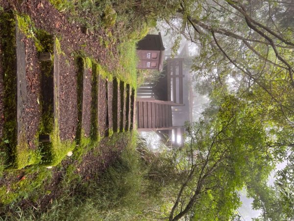 來阿里山大口呼吸～對高岳步道1756620