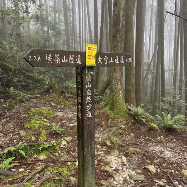 橫嶺山木馬古道輕鬆走2879027
