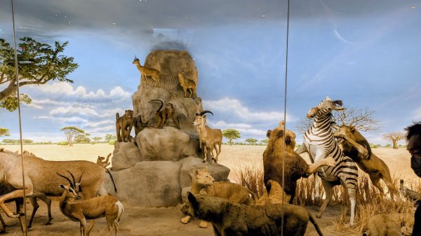 琴弦上的白宮2987578