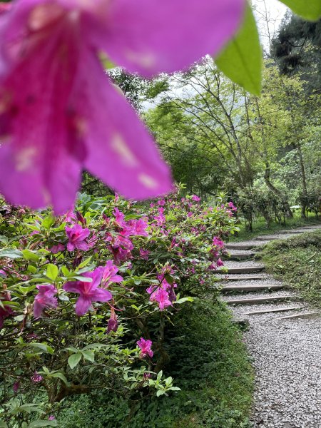 溪頭景觀步道2468823