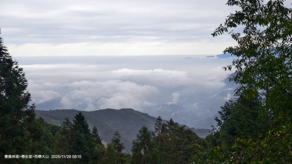 114.11.28-29 雙龍林道~巒安堂~西巒大山2954854