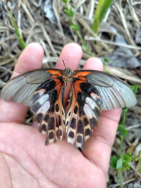 白藍狐貍出狐貍尾/狐貍縱走