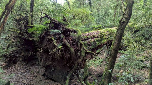 鎮西堡巨木步道群 (B區)2861193
