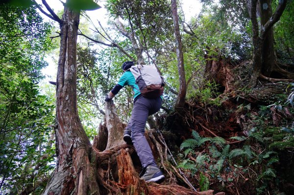 新竹關西鎮 水田林道之貴妃&那結山連走1539701